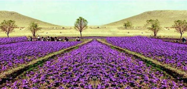 Soil suitable for growing saffron