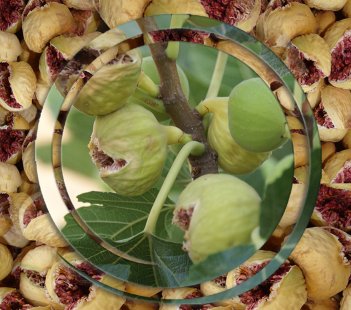 Fresh or Dried Figs?