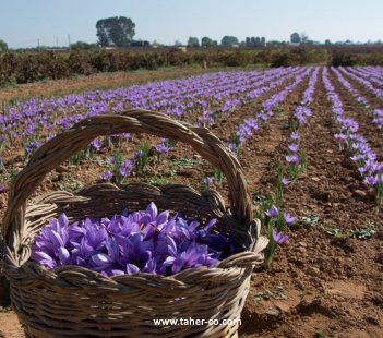 What Is Saffron?