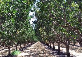 Weed control of pistachio orchards