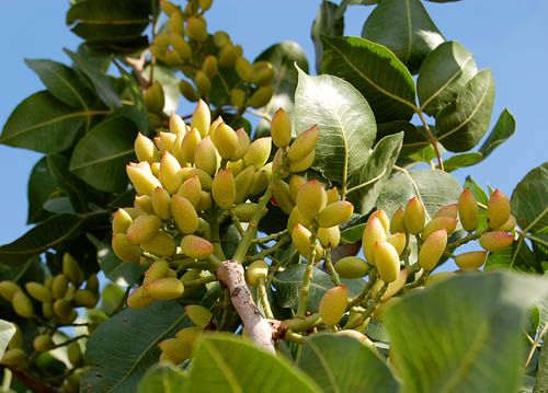 pistachio trees